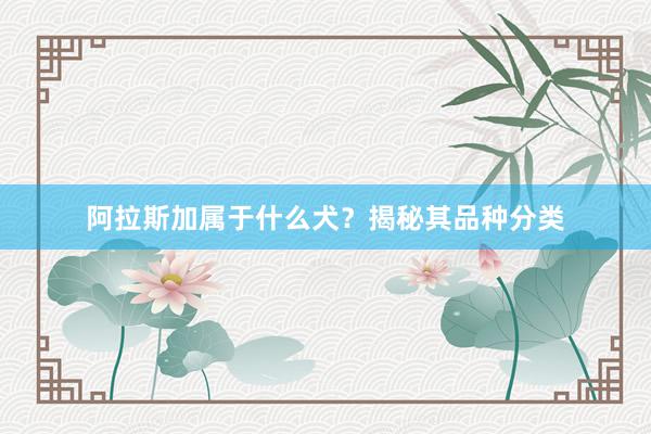 阿拉斯加属于什么犬？揭秘其品种分类